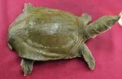 吃甲魚過敏怎么辦，其過敏的原因是什么？