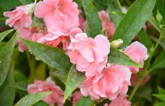 鳳仙花能治療灰指甲嗎？