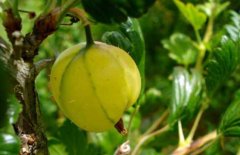 燈籠果怎么吃最好?