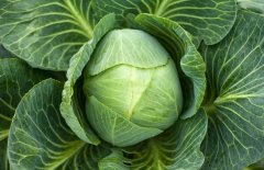 黃芽菜、白菜、包菜和卷心菜的區(qū)別