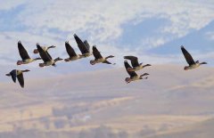 大雁為什么要向南飛?