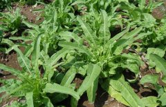 萵筍和萵苣有什么區(qū)別？