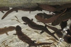 娃娃魚腐皮病的癥狀及其治療方法 如何預(yù)防？