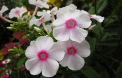 鳳仙花的花語是什么？