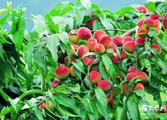 農(nóng)民如何創(chuàng)業(yè)致富賺錢，致富項(xiàng)目需如何選擇