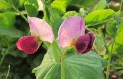 豌豆的種植-豌豆圖片