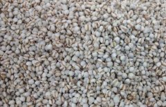 薏米仁能減肥嗎？薏米仁怎樣吃減肥？