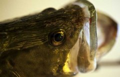 鱖魚品種有哪幾種、各有什么特點(diǎn)？