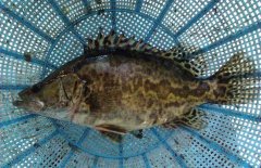 鱖魚和桂魚的區(qū)別是什么，鱖魚的別稱有哪些