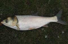 鰱魚(yú)疾病防治技術(shù)：爛鰓病、四極蟲(chóng)病、豎鱗病