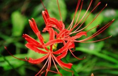 彼岸花什么時候開？