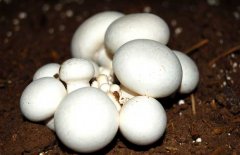 口蘑、香菇、草菇的區(qū)別