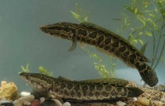 黑魚吃什么食物，對生長環(huán)境要求有哪些？