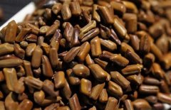 孕婦能喝決明子茶嗎