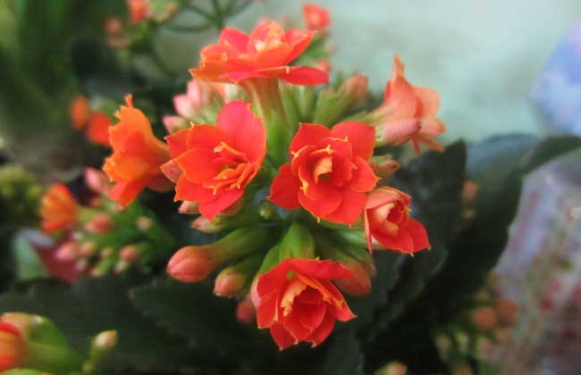 長壽花的修剪方法 長壽花種植方法