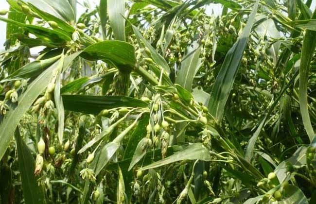 薏苡圖片 薏苡圖片