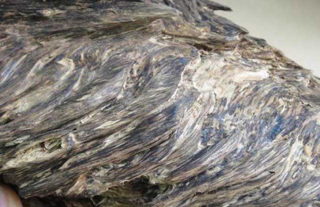 沉香的市場(chǎng)價(jià)格知多少 沉香種植方法