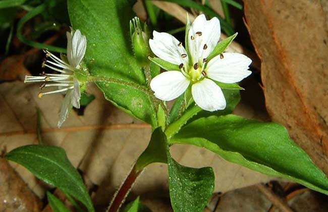 太子參圖片 太子參的資料