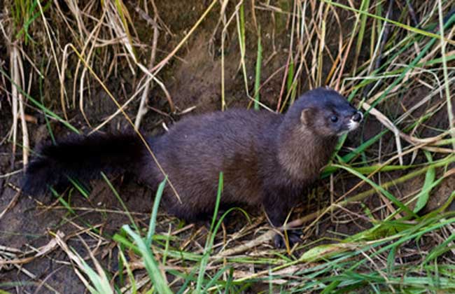 水貂和紫貂的區(qū)別 水貂飼養(yǎng)管理技術(shù)