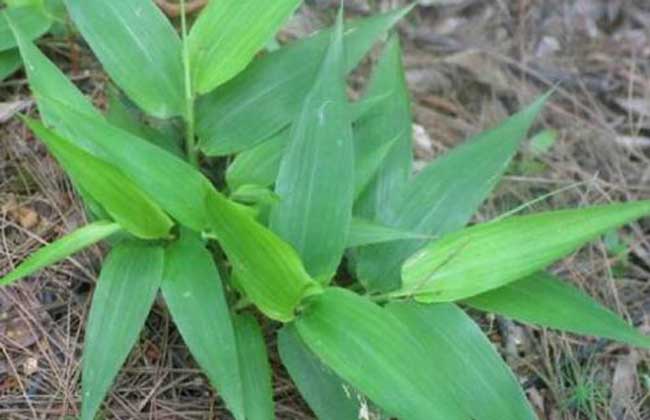 麥冬種類圖片 麥冬種類圖片