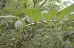 玉竹種類圖片大全