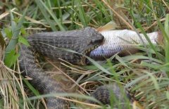 水蛇有毒嗎？