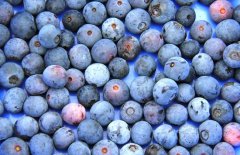 藍(lán)莓價(jià)格多少錢一斤？藍(lán)莓的選購(gòu)與挑選方法