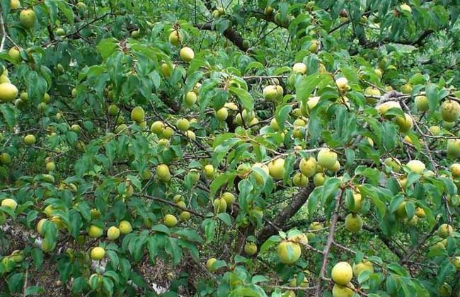 梅子的功效與作用 梅子的功效與作用