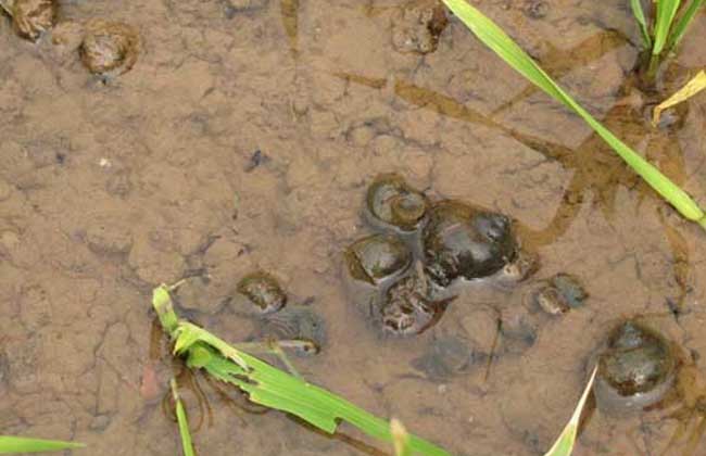 螺的種類圖片大全 螺的種類圖片大全