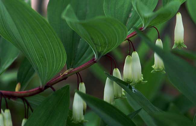 玉竹種類(lèi)圖片大全