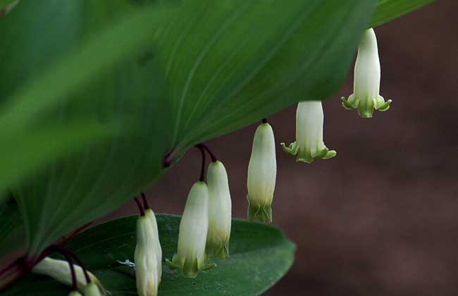 玉竹種類(lèi)圖片大全