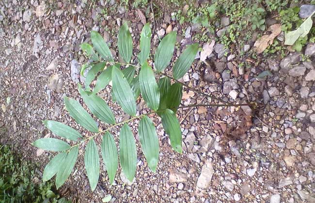 玉竹種類(lèi)圖片大全