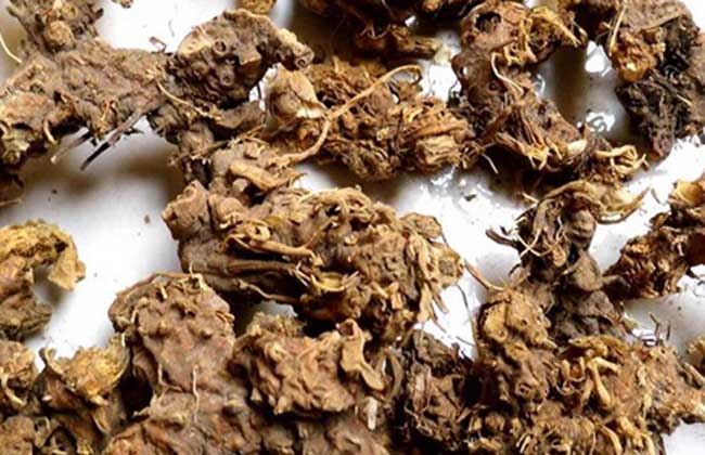 川射干的功效與作用 川射干的功效與作用