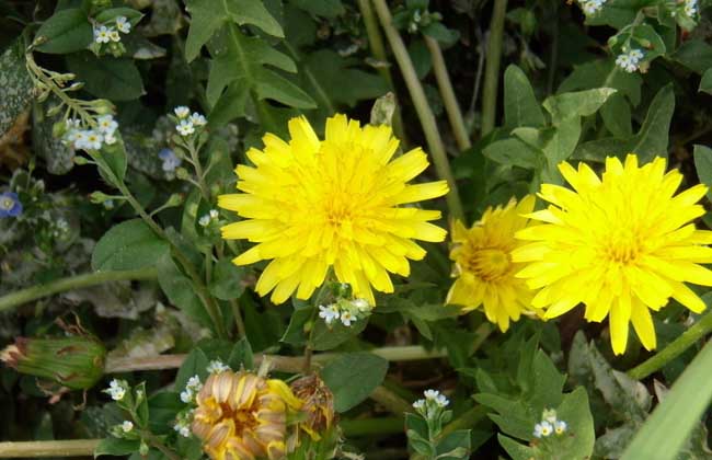 蒲公英的花語和傳說 蒲公英的花語和傳說