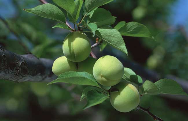 梅子的產(chǎn)地分布 梅子的產(chǎn)地分布