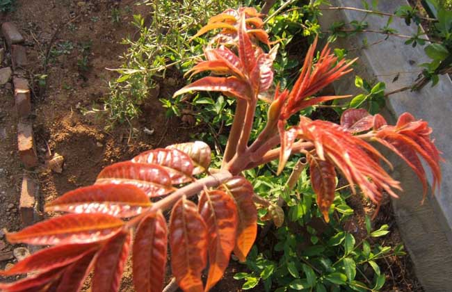 香椿圖片 香椿圖片