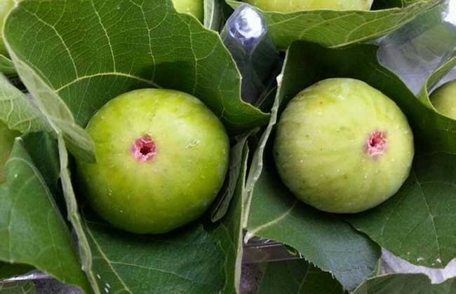 無花果品種圖片大全 無花果品種圖片大全