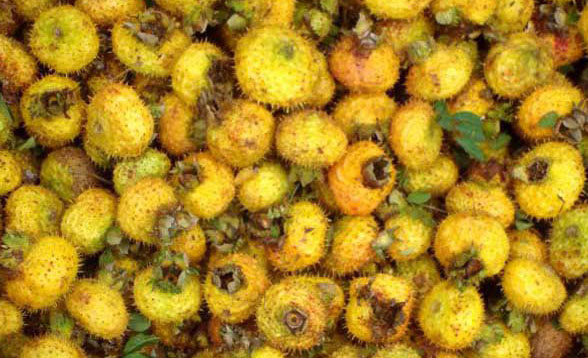 孕婦能吃刺梨嗎？