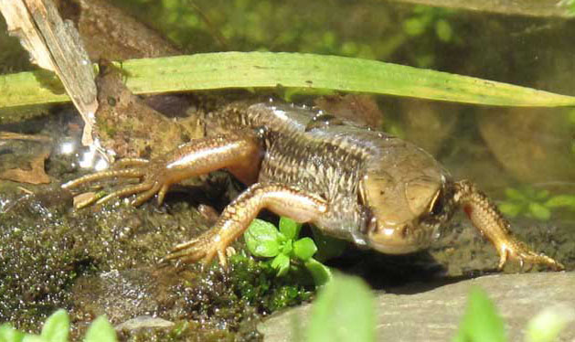 壁虎吃蟑螂嗎？