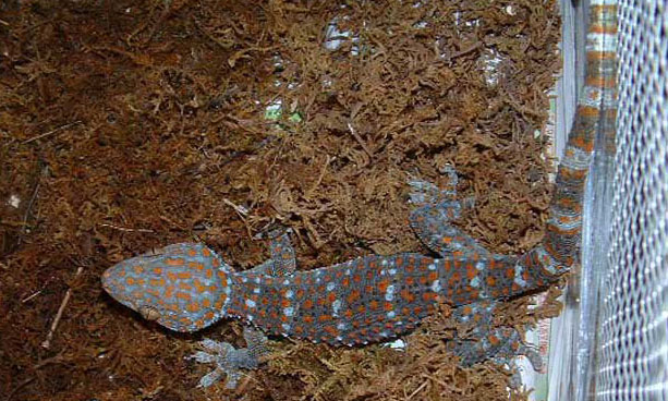 壁虎的壽命多長(zhǎng)