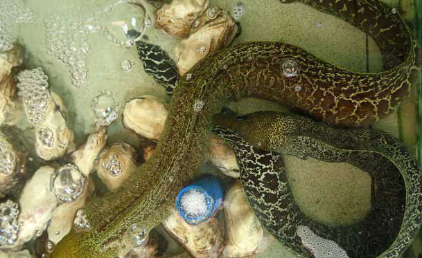 鰻魚疾病如何防治