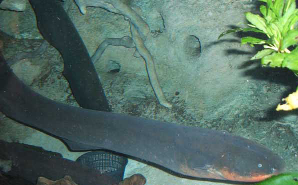 電鰻能電死人嗎？