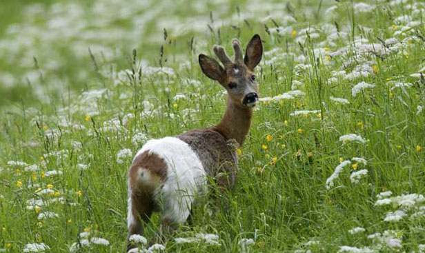 狍子的天敵有哪些？