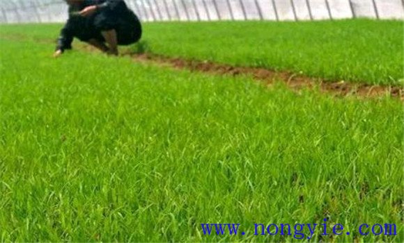 水稻惡苗病的防治方法