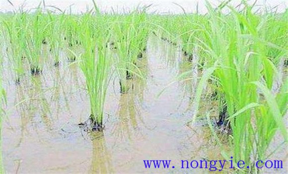 全程控制，巧過(guò)倒伏關(guān)