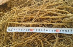 遠志的藥材品級標準，遠志的鑒別方法