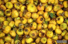 孕婦能吃刺梨嗎？