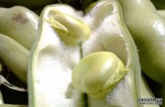 蠶豆有毒嗎？