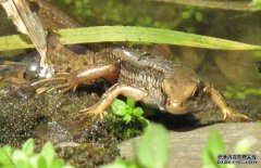 壁虎吃蟑螂嗎？