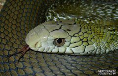 大王蛇咬人嗎？大王蛇是保護(hù)動(dòng)物嗎？